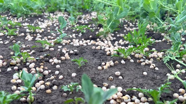 Applying nitrogen fertilizer pellets in a pea field