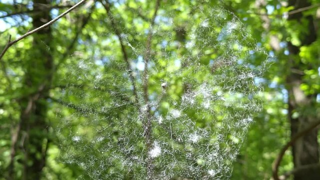 Large spider web against green forest foliage, thin threads gleaming in the light