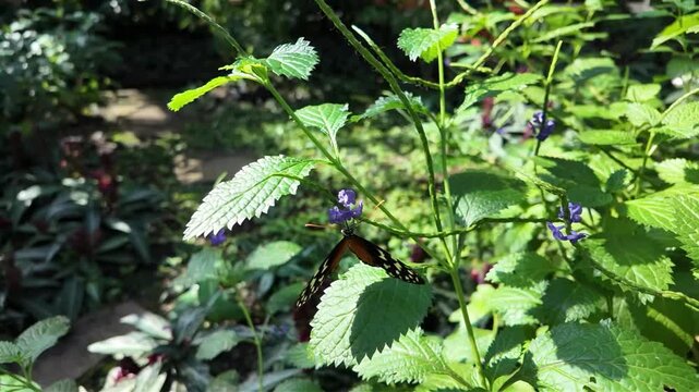 Close up of a tiger long wing butterfly sitting on a purple flower and collecting nectar on a sunny spring day