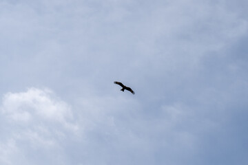 Obraz premium Majestic eagle soaring high in a dramatic cloudy sky