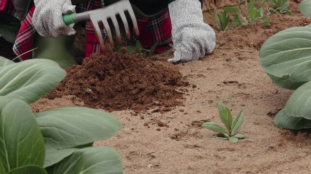 Farmer working soil with rake in greenhouse