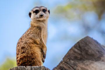 Fototapeta premium Meerkat standing upright on lookout, curious small animal portrait with blue sky background