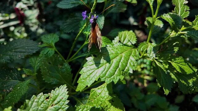 Close up of a tiger long wing butterfly sitting on a purple flower and collecting nectar on a sunny spring day in slow motion