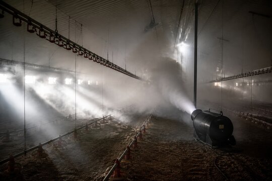 Fogging machine sprays disinfectant inside large empty industrial chicken farm. Illustrates biosecurity measures during salmonella outbreak to prevent disease. Use for news about food safety.