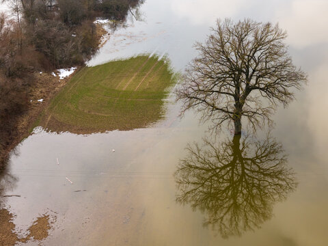 Aerial view of a lone leafless tree standing in floodwater with a clear reflection and a partially submerged green field Kaniukai, Kaunas County, Lithuania.