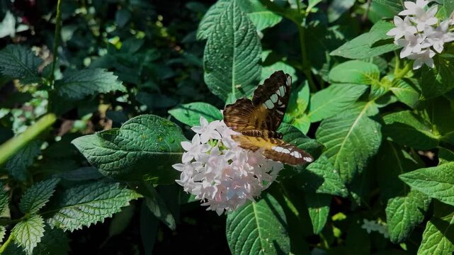 Close up of a clipper butterfly sitting on a white flower and collecting nectar on a sunny spring day in slow motion