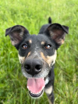portrait of a dog