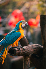 Obraz premium blue and yellow macaw parrot