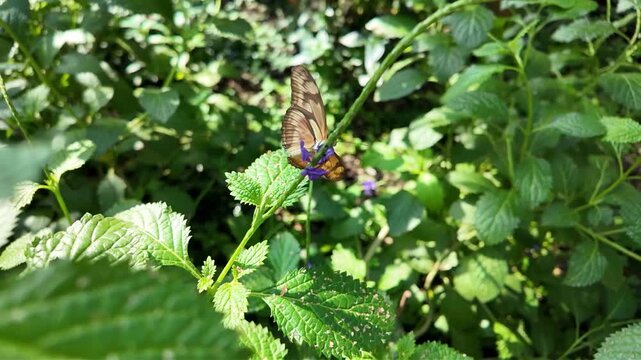 Close up of an orange julia Heliconian butterfly sitting on a white flower and collecting nectar on a sunny spring day in slow motion