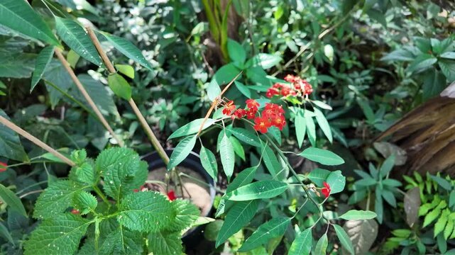 Close up of an orange julia Heliconian butterfly sitting on a red flower and collecting nectar on a sunny spring day in slow motion