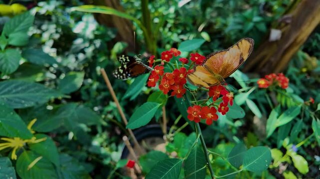 Close up of a tiger long wing and julia Heliconian butterfly sitting on a red flower and collecting nectar on a sunny spring day in slow motion