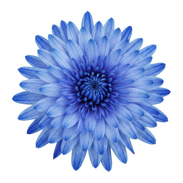 Vibrant blue chrysanthemum flower head isolated on a transparent background