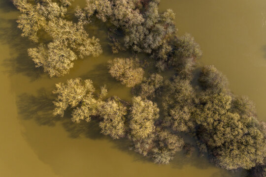 Aerial view of leafless trees submerged in murky brown floodwater with long shadows on the surface in Kaniukai, Kaunas County, Lithuania.