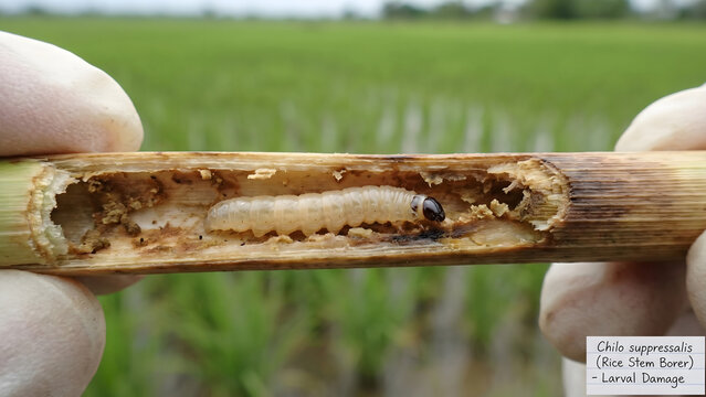Macro View of Chilo suppressalis (Rice Stem Borer) Larva and Internal Stem Damage