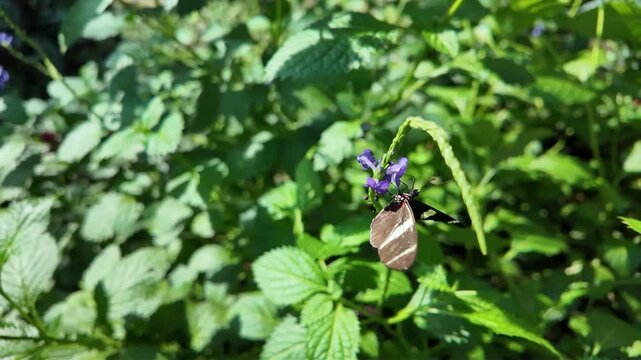 Close up of a postman long wing butterfly sitting on a purple flower and collecting nectar on a sunny spring day in slow motion