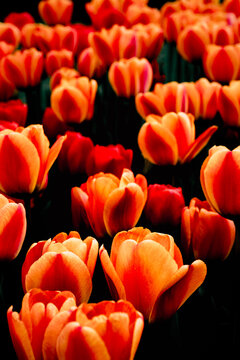 Orange Tulips On the Parterre At Waddesdon Manor, Berkshire