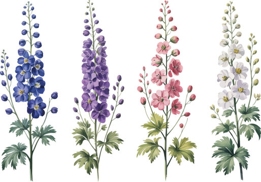 set of Watercolor Larkspur (Delphinium) Plant Illustration, Botanical Flower Clipart Vector Isolated on White Background
