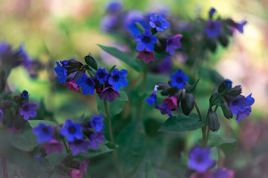 Colorful Lungwort Flowers Blooming In Spring Forest