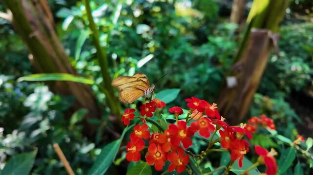 Close up of an orange julia Heliconian butterfly sitting on a red flower and collecting nectar on a sunny spring day in slow motion