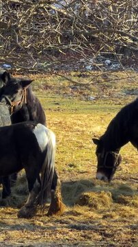 Black and white ponies grazing on dry meadow grass during a sunny autumn day, representing rural life, animal care, and peaceful farm atmosphere in the countryside. Vertical