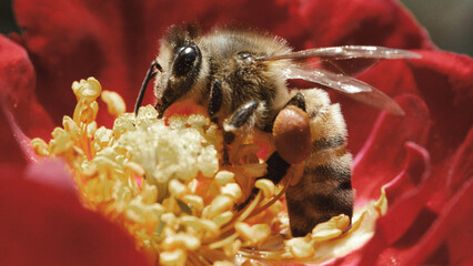 bee on a flower © totomophotographs