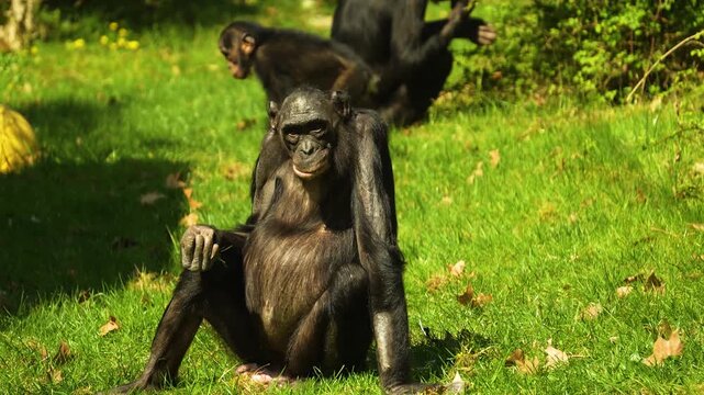 Close up of a bonobo Monkey sitting ona meadwo and eating weeds on a sunny day in summer