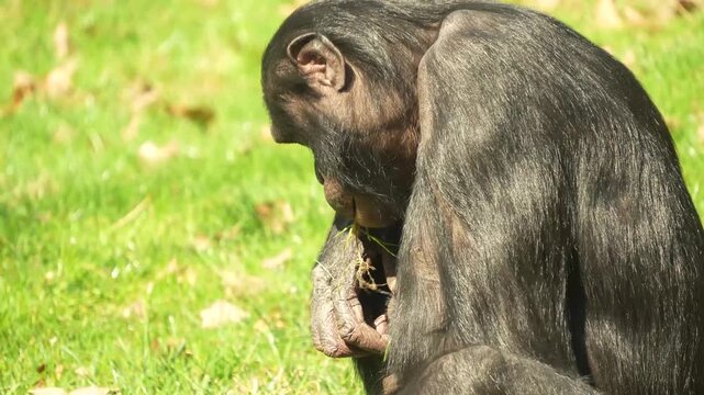 Close up of a bonobo Monkey sitting ona meadwo and eating weeds on a sunny day in summer