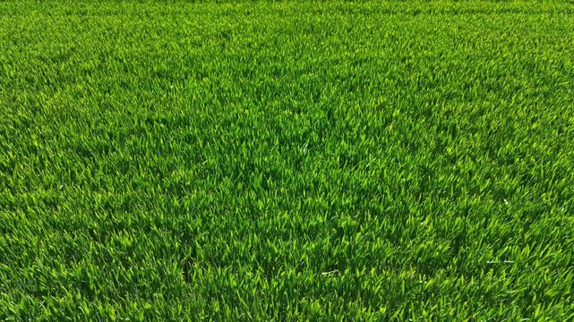 Wheat field shows rows of green plants growing steadily under a bright sky. The sun shines down, allowing the crops to thrive in this rural area during midday.