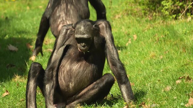 Close up of a bonobo Monkey sitting ona meadwo and eating weeds on a sunny day in summer