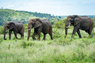 Fototapeta premium Herd of African Elephants Moving Through Lush Green Savanna Kruger