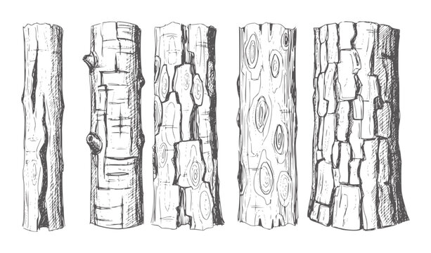 Five hand drawn tree trunk sections with varied bark textures wood