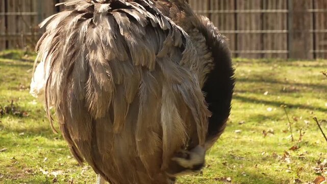 Close up Nandu or Rhea bird head grooming on a meadow ona sunny autumn day