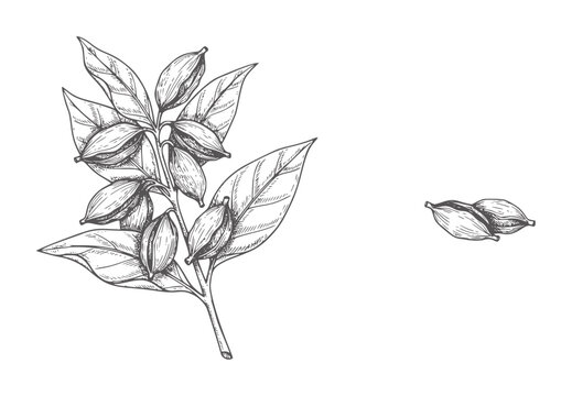 Hand drawn cardamom pods stem and loose pods spice herb plant seed