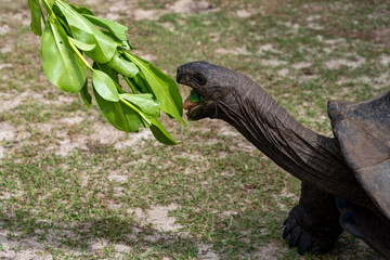 Fototapeta premium Giant Aldabra Tortoise Eating Green Leaves Mouth Open Side View Seychelles