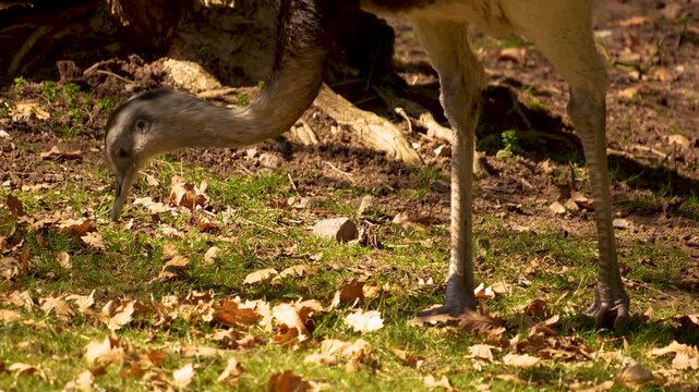 Close up Nandu or Rhea bird head grazing ona meadow ona sunny autumn day