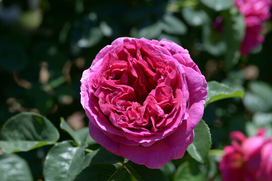 オセロ　バラの花