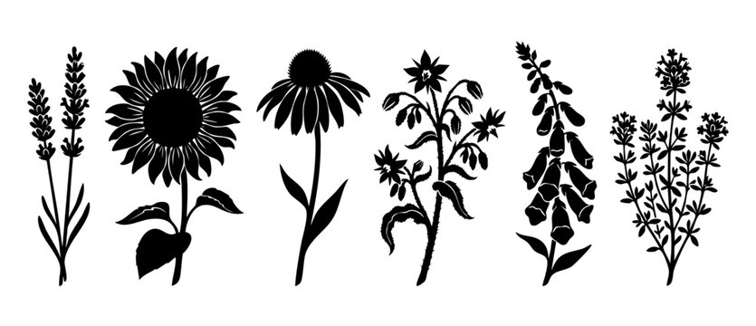 Flower Silhouettes Collection Set, Sunflower Lavender Echinacea Botanical Floral Vector Illustration, Black Ink Design Elements Isolated on White Background for Decorative Patterns and Nature Prints A
