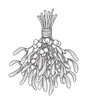 Hand drawn mistletoe bunch with berries and leaves tied with ribbon
