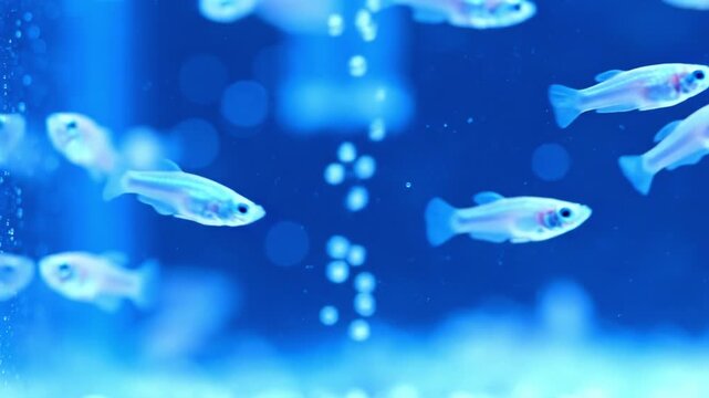 Small transparent fish swim in a blue-lit aquarium. The atmosphere is calm and serene, showcasing aquatic life. Perfect for nature content, pet shop promos, or relaxation videos.