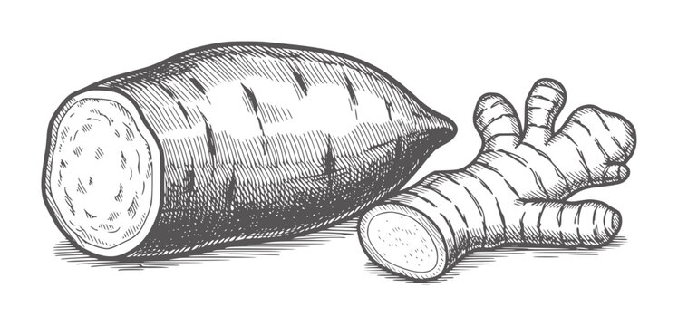 Hand drawn of a sweet potato and ginger root food
