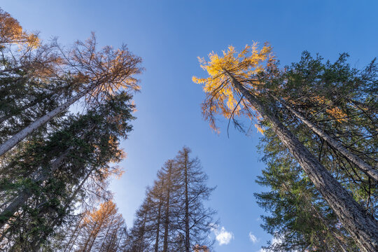 Larch trees against blue sky