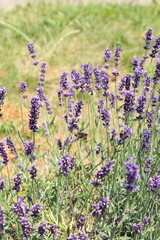 Obraz premium Purple Lavender Flowers Growing in Summer Garden