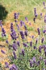 Obraz premium Purple Lavender Flowers Growing in Summer Garden