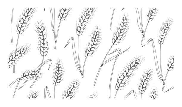 Hand drawn wheat stalks pattern white grain field harvest