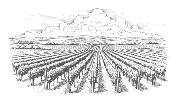 Rolling vineyard landscape with rows of grapevines under a cloudy sky grapes