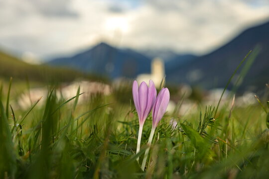 Albula Alvra, Switzerland - 20.09.2024: Wild Purple Autumn Crocus Flowers Blooming in a Mountain Meadow