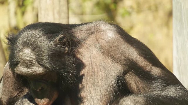Close up of a bonobo Monkey sitting on a meadow and eating weeds on a sunny day in summer
