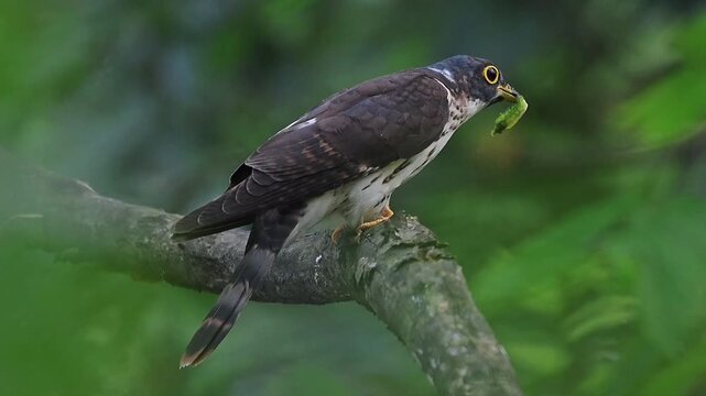 Close up of a wild cuckoo bird with a striking yellow eye ring perched on a forest branch, feeding on a bright green caterpillar in its natural habitat against a blurred background.