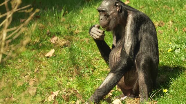 Close up of a bonobo Monkey sitting on a meadow and eating weeds on a sunny day in summer