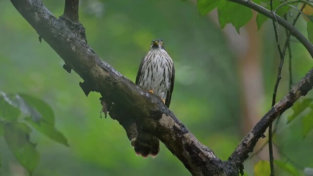 Alert wild cuckoo bird with a striking yellow eye ring and streaked breast perched on a wet diagonal tree branch in a lush green tropical forest environment.